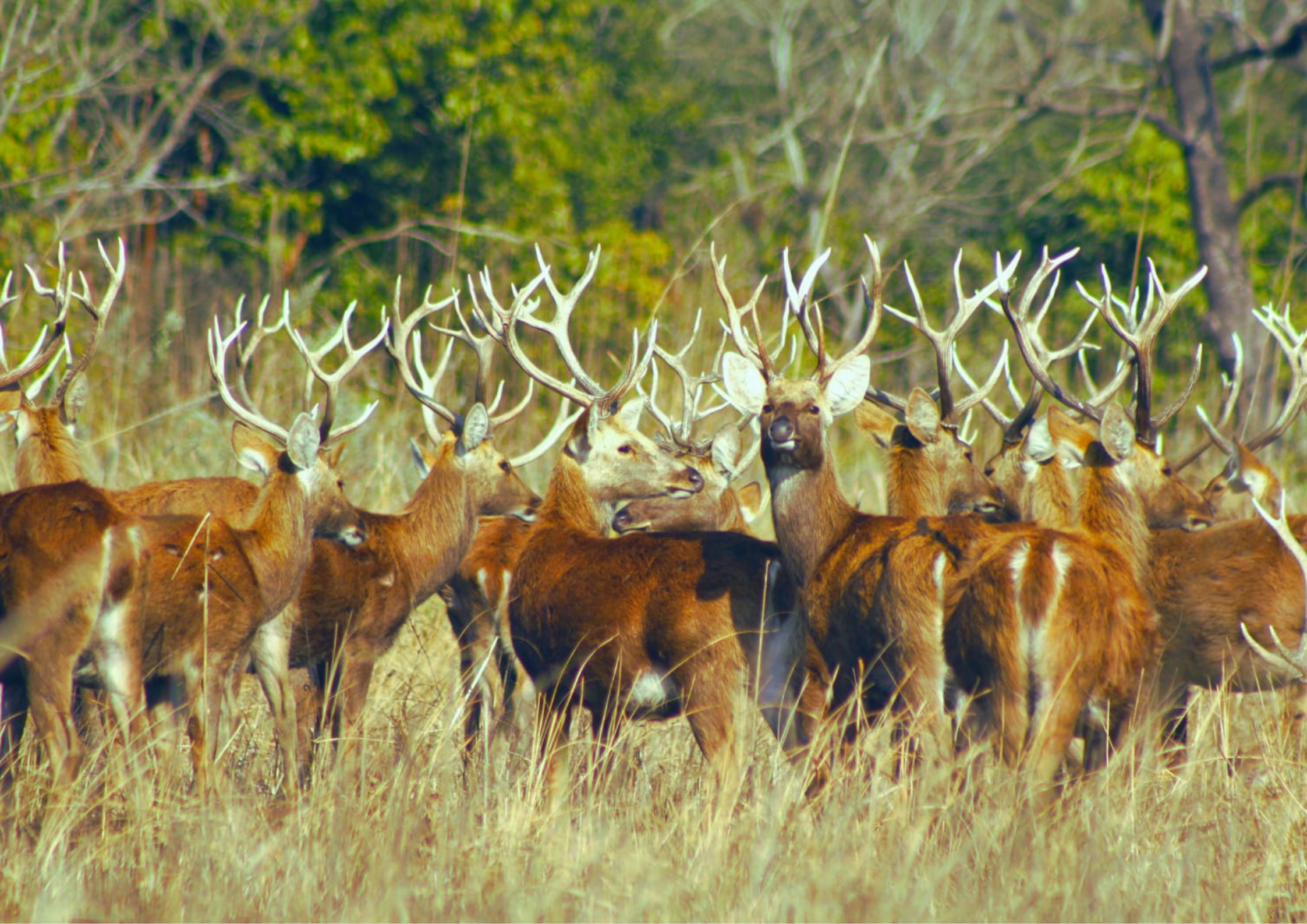 Home of the Swamp Deer